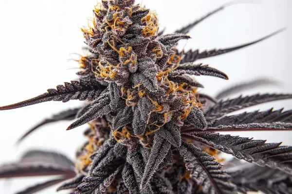 Donny Burger (Blimburn Seeds) – offizielles Produktbild
