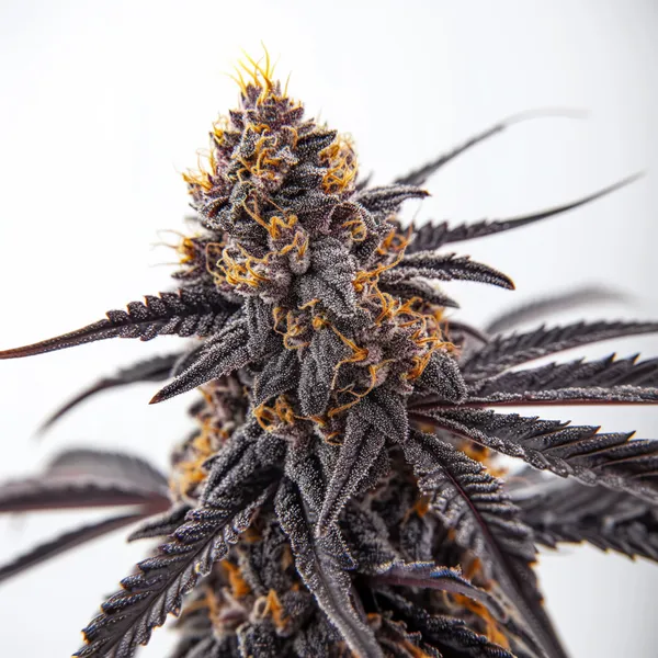 Donny Burger (Blimburn Seeds) – offizielles Produktbild