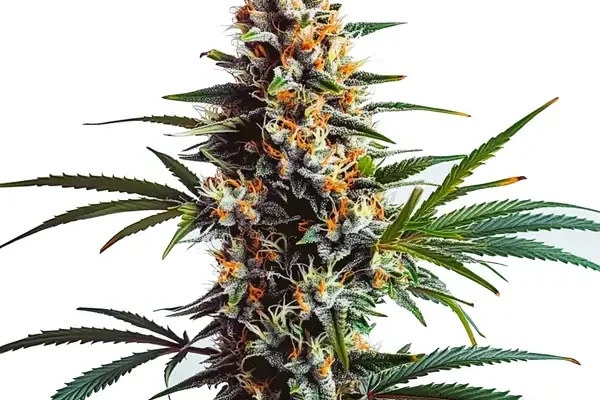 Dougs Varin (Blimburn Seeds) – offizielles Produktbild