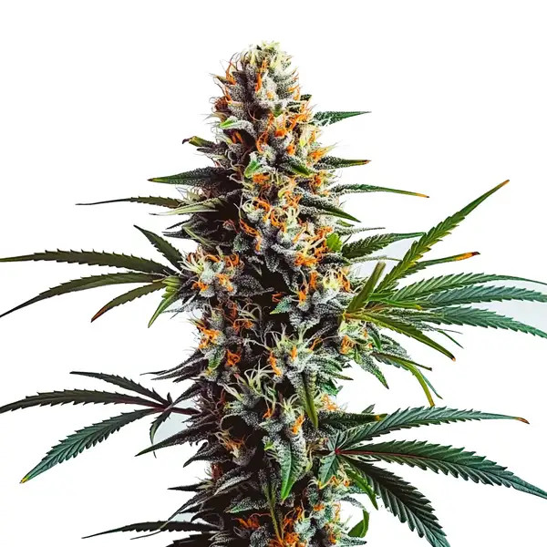 Dougs Varin (Blimburn Seeds) – offizielles Produktbild