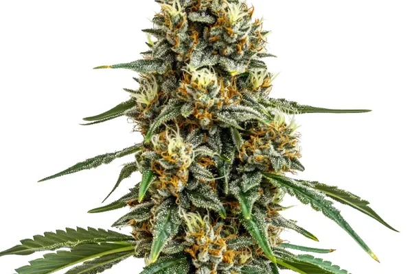 Durban Poison (Blimburn Seeds) – offizielles Produktbild