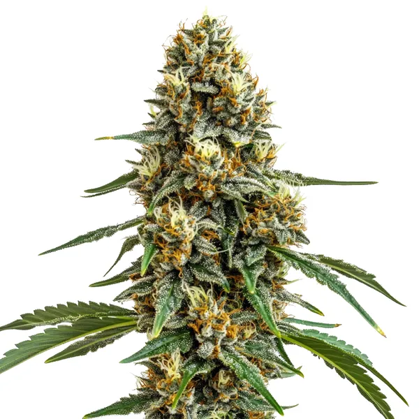 Durban Poison (Blimburn Seeds) – offizielles Produktbild