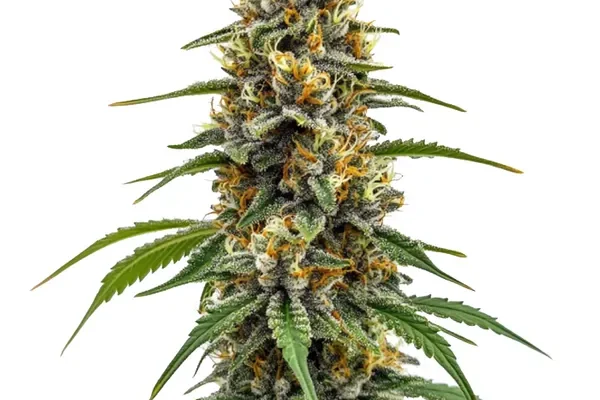 Durban Poison Schnellversion (Blimburn Seeds) – offizielles Produktbild