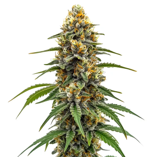 Durban Poison Schnellversion (Blimburn Seeds) – offizielles Produktbild