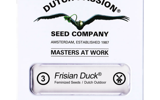 Frisian Duck Feminisiert (Dutch Passion) – offizielles Produktbild