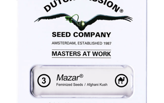 Mazar Feminisiert (Dutch Passion) – offizielles Produktbild