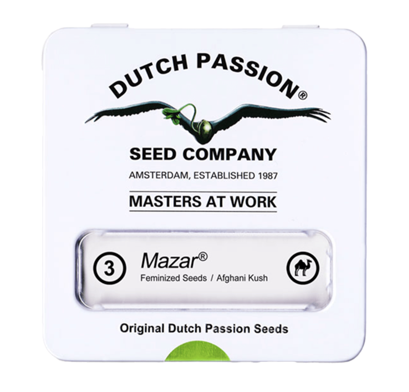 Mazar Feminisiert (Dutch Passion) – offizielles Produktbild
