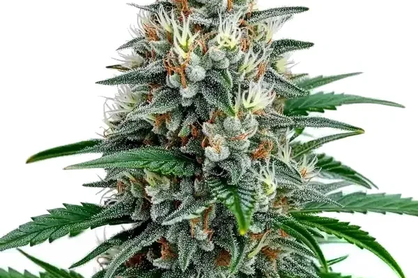 Fire Alien Strawberry x Mac Rillaz F1 (Blimburn Seeds) – offizielles Produktbild