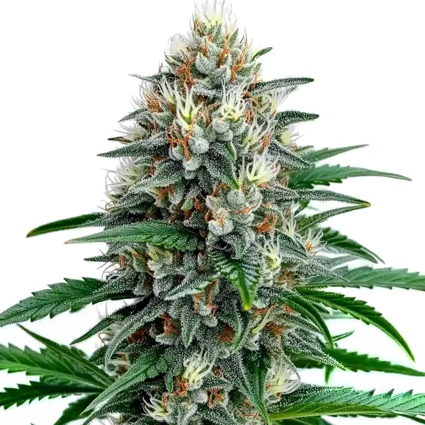 Fire Alien Strawberry x Mac Rillaz F1 (Blimburn Seeds) – offizielles Produktbild