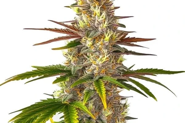 Florida Sunrise (Blimburn Seeds) – offizielles Produktbild