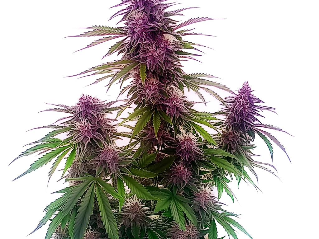 Florida Sunrise Auto (Blimburn Seeds) – offizielles Produktbild