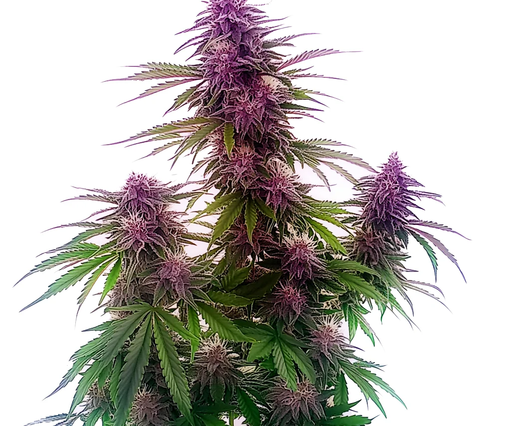 Florida Sunrise Auto (Blimburn Seeds) – offizielles Produktbild