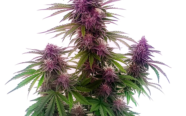 Florida Sunrise Auto (Blimburn Seeds) – offizielles Produktbild
