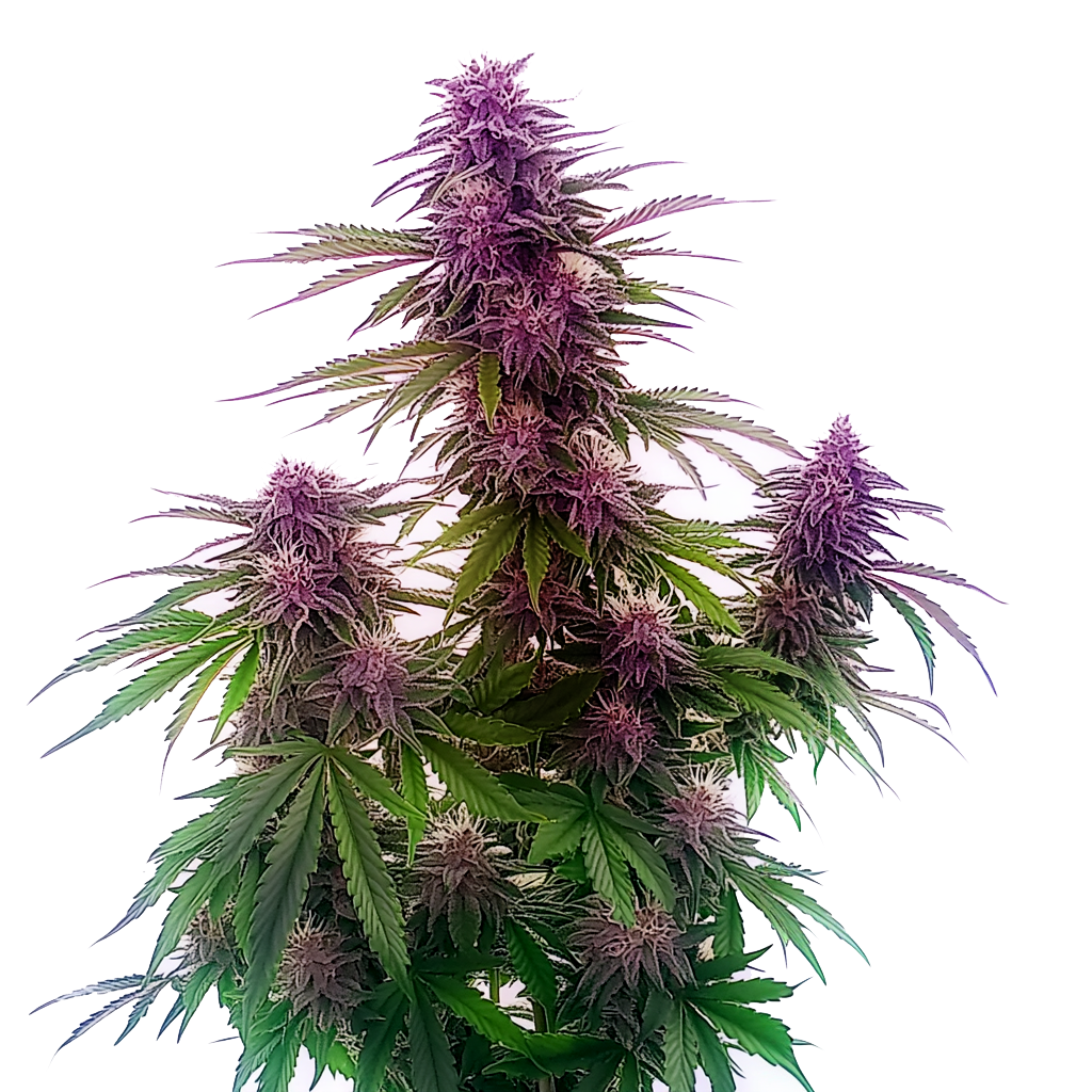 Florida Sunrise Auto (Blimburn Seeds) – Produktbild des Herstellers