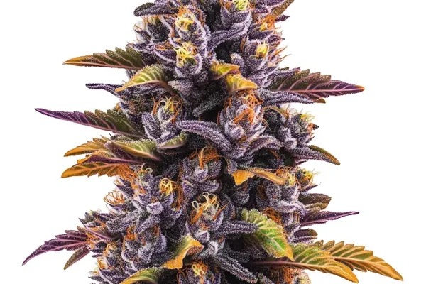 Forbidden Fruit (Blimburn Seeds) – offizielles Produktbild