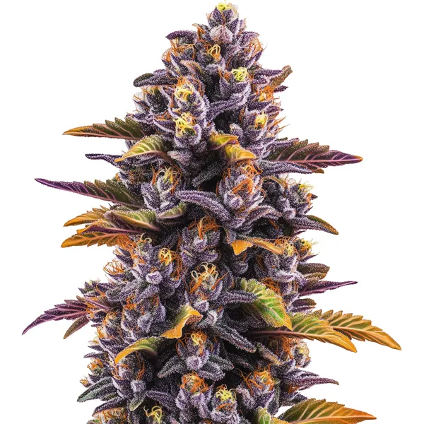 Forbidden Fruit (Blimburn Seeds) – offizielles Produktbild