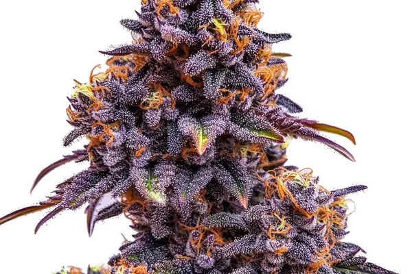 Forbidden Fruit Auto (Blimburn Seeds) – offizielles Produktbild