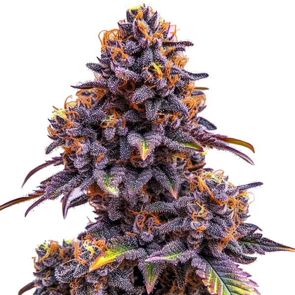 Forbidden Fruit Auto (Blimburn Seeds) – offizielles Produktbild