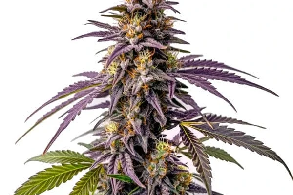 Fruity Pebbles Samen (Blimburn Seeds) – offizielles Produktbild