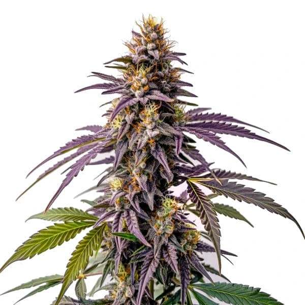 Fruity Pebbles Samen (Blimburn Seeds) – offizielles Produktbild