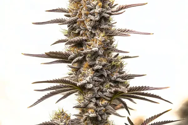 Gary Payton x Honey (Blimburn Seeds) – offizielles Produktbild