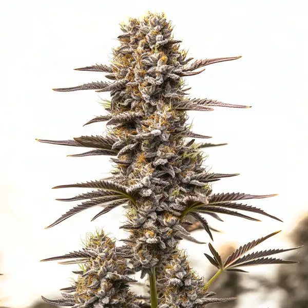 Gary Payton x Honey (Blimburn Seeds) – offizielles Produktbild