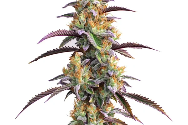 Gator Breath (Blimburn Seeds) – offizielles Produktbild