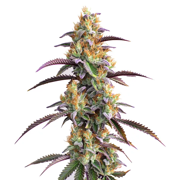 Gator Breath (Blimburn Seeds) – offizielles Produktbild