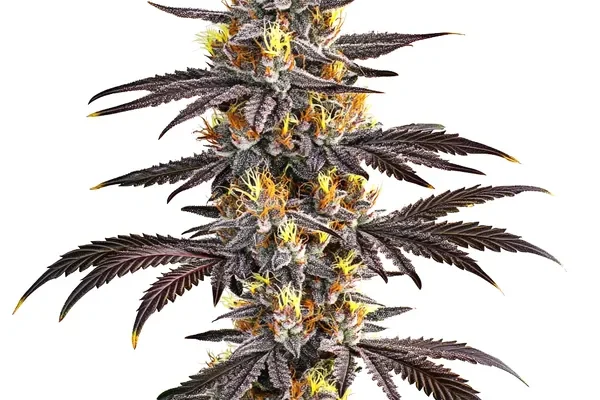 Gelato (Blimburn Seeds) – offizielles Produktbild