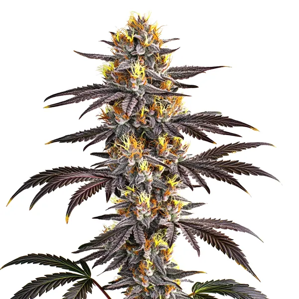 Gelato (Blimburn Seeds) – offizielles Produktbild
