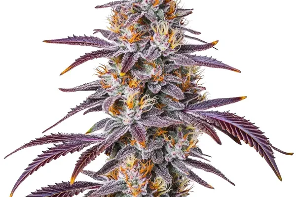 Gelato 33 (Blimburn Seeds) – offizielles Produktbild