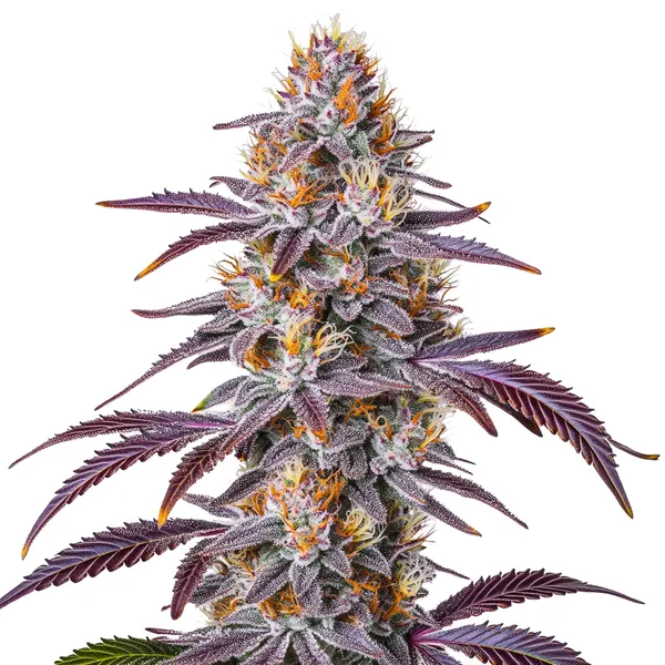 Gelato 33 (Blimburn Seeds) – offizielles Produktbild