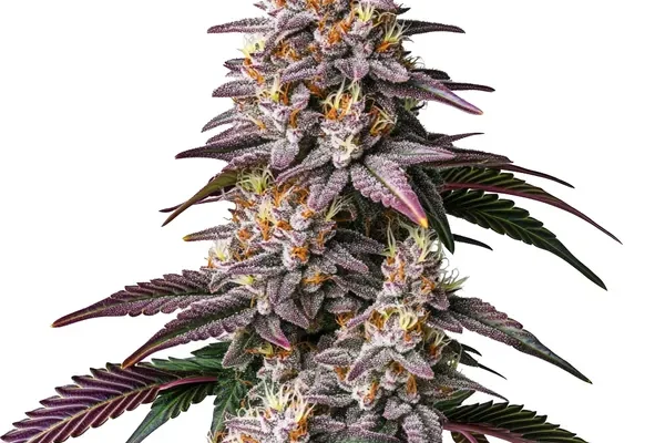 Gelato 41 (Blimburn Seeds) – offizielles Produktbild