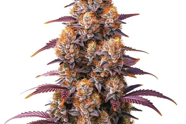 Gelato 45 (Blimburn Seeds) – offizielles Produktbild