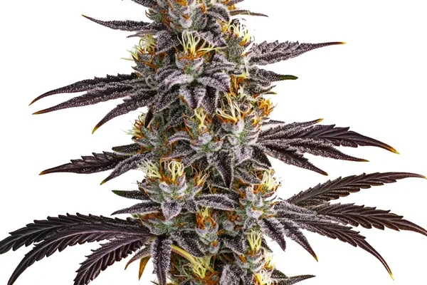Gelato Auto (Blimburn Seeds) – offizielles Produktbild