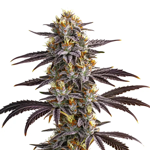 Gelato Auto (Blimburn Seeds) – offizielles Produktbild