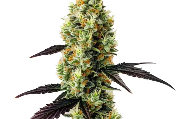 Gelato x Girl Scout Cookies (Blimburn Seeds) – offizielles Produktbild