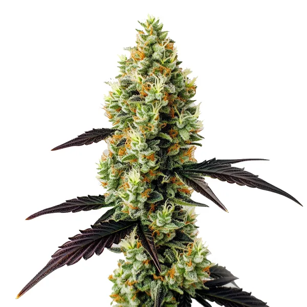 Gelato x Girl Scout Cookies (Blimburn Seeds) – offizielles Produktbild