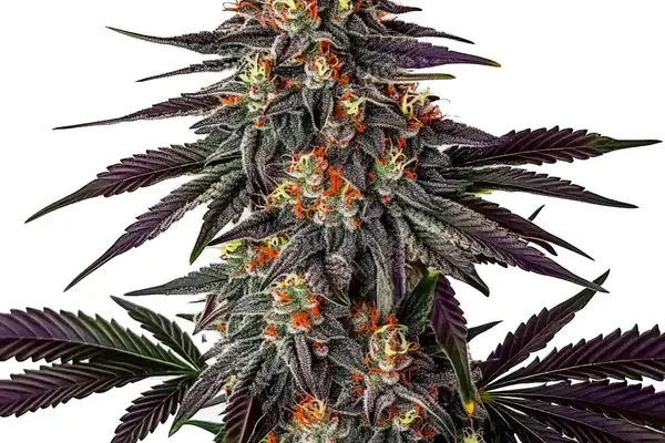 Gelato x Honey Drop (Blimburn Seeds) – offizielles Produktbild
