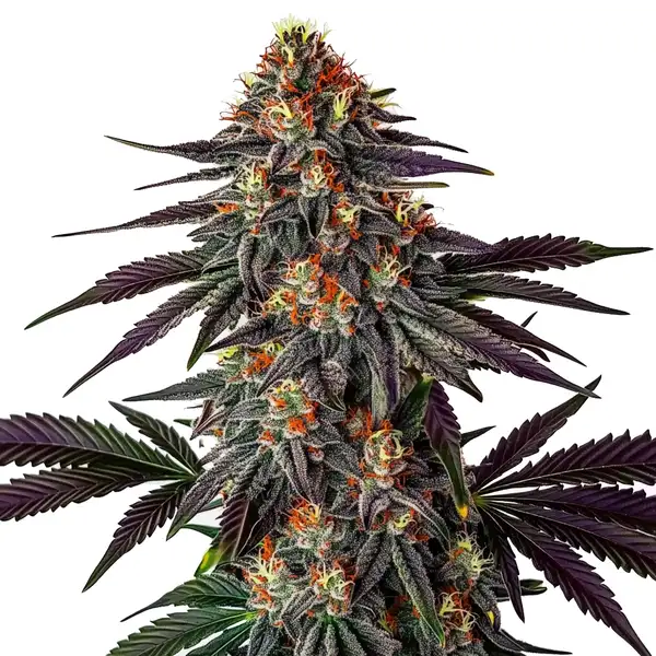 Gelato x Honey Drop (Blimburn Seeds) – offizielles Produktbild