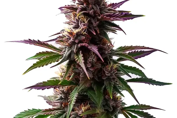 Gelato x Purple Punch Autoflower F1 (Blimburn Seeds) – offizielles Produktbild