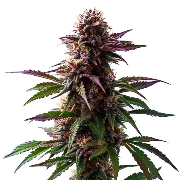 Gelato x Purple Punch Autoflower F1 (Blimburn Seeds) – offizielles Produktbild