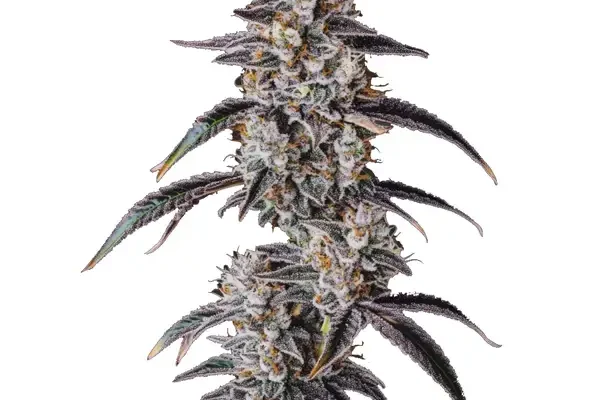 Georgia Pie (Blimburn Seeds) – offizielles Produktbild