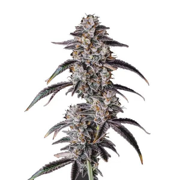 Georgia Pie (Blimburn Seeds) – offizielles Produktbild