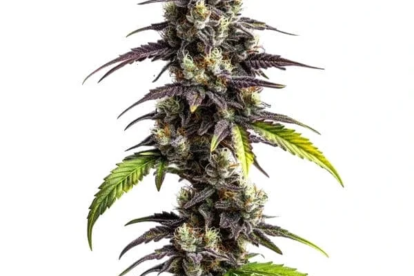 Ghost Train Haze (Blimburn Seeds) – offizielles Produktbild