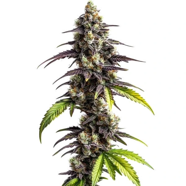 Ghost Train Haze (Blimburn Seeds) – offizielles Produktbild