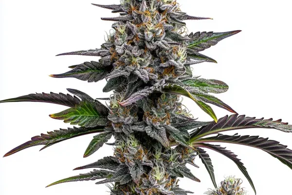 Glitter Bomb (Blimburn Seeds) – offizielles Produktbild