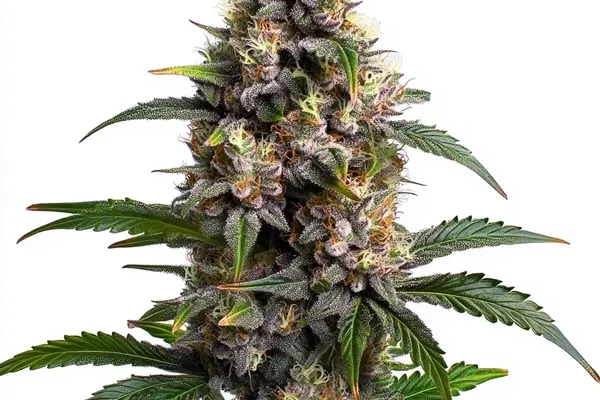 Godfather OG (Blimburn Seeds) – offizielles Produktbild