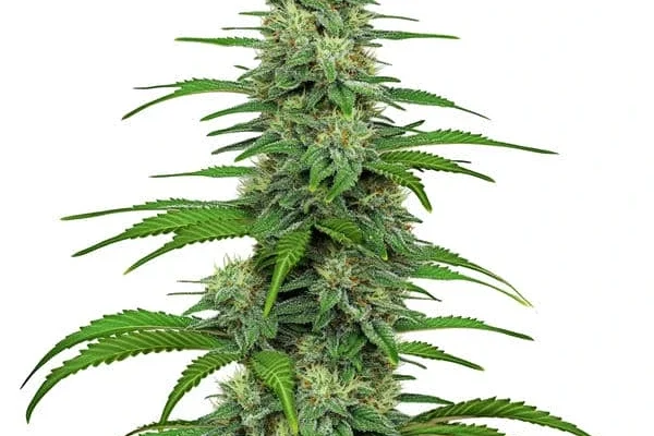 Gorilla Glue 4 (Blimburn Seeds) – offizielles Produktbild