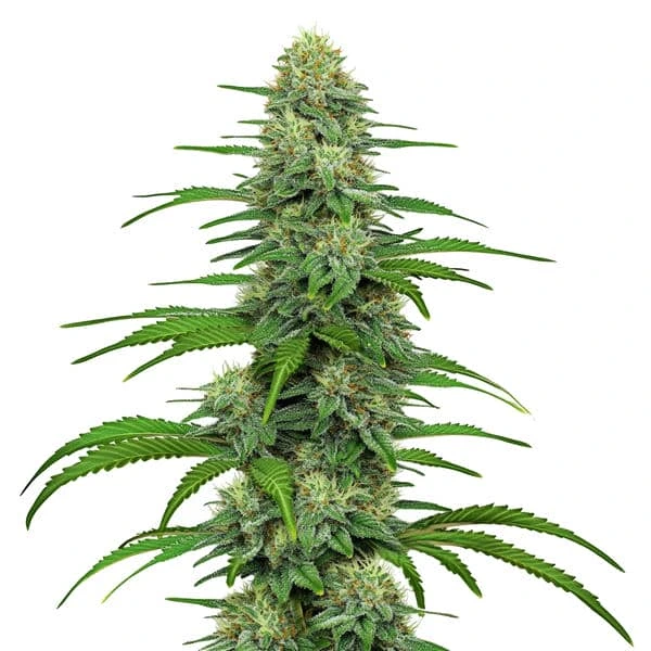 Gorilla Glue 4 (Blimburn Seeds) – offizielles Produktbild